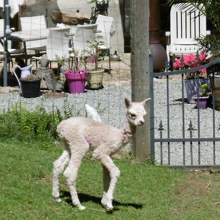 Rancon Lazy Days Bed & Breakfast エクステリア 写真