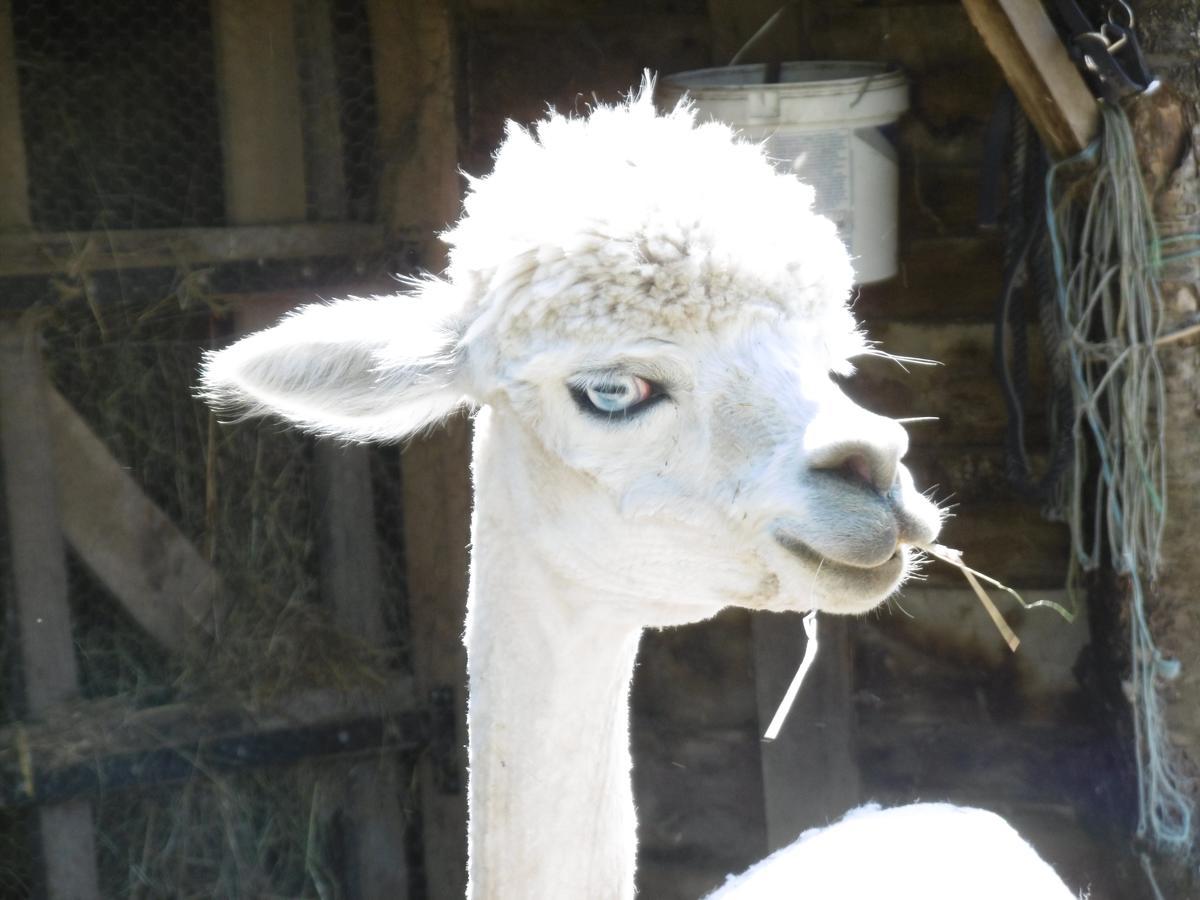 Rancon Lazy Days Bed & Breakfast エクステリア 写真
